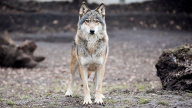 Френските власти са заловили три вълка които избягаха от средиземноморски