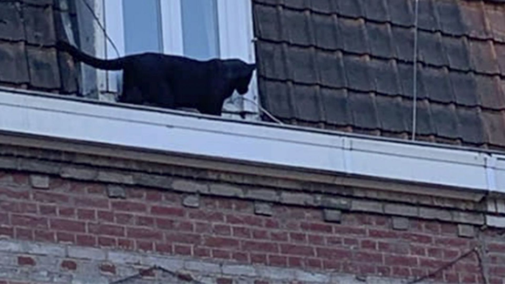 Черна пантера разхождаща се по покриви на къщи предизвика паника
