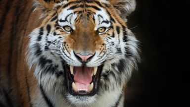 Тигър нападна дресьора си по време на цирково представление в