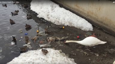 Сърцераздирателно видео: лебед чисти водата от пластмасови боклуци