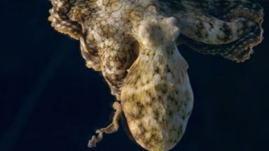 Как сънуват октоподите 