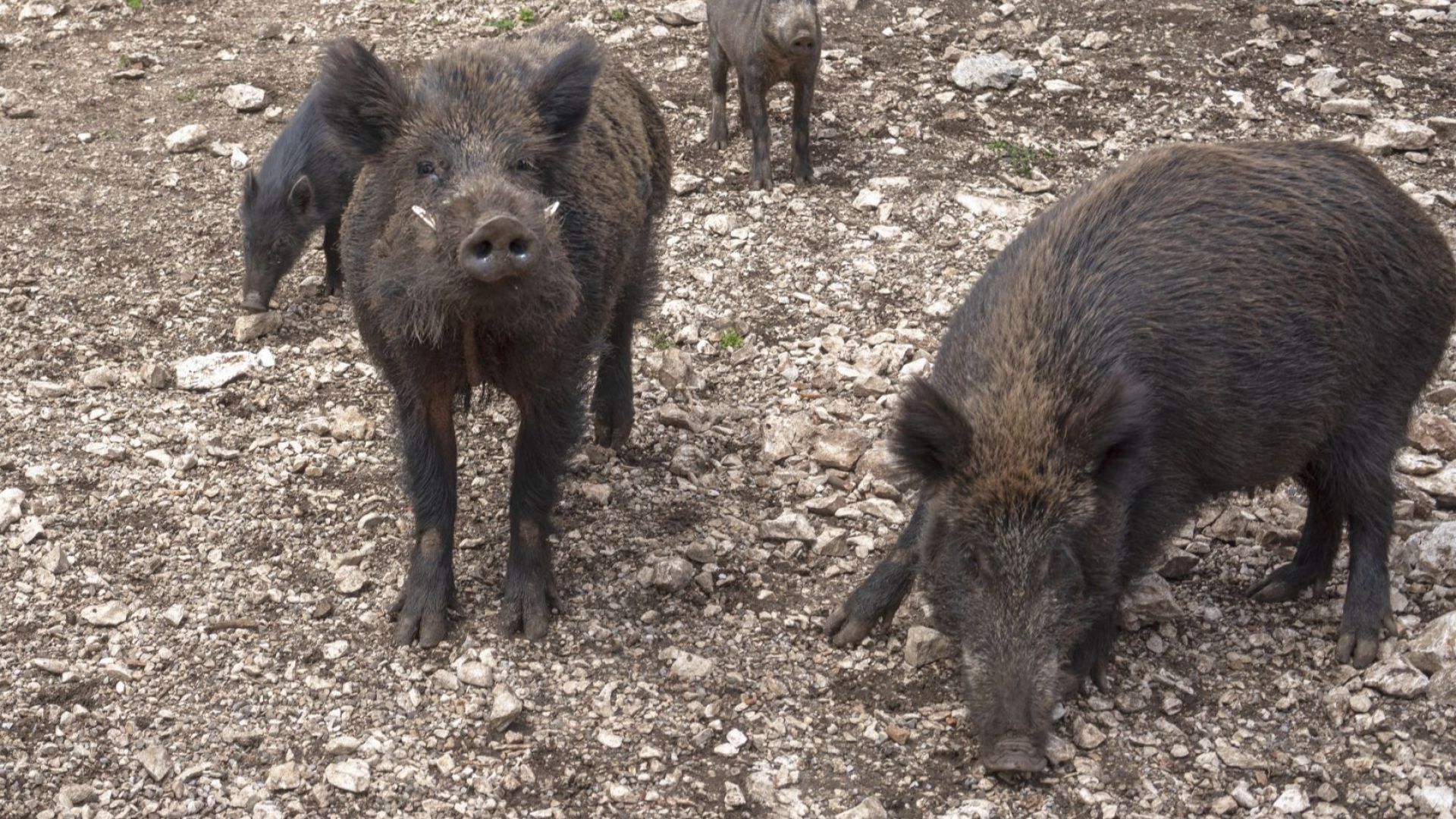 Диви прасета тормозят жителите на цял квартал в Габрово Животните