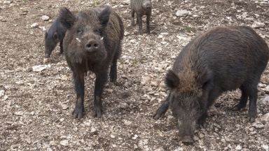 Диви прасета атакуват цял квартал в Габрово