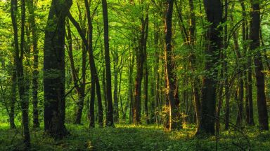 Причината за уволнението на шефовете на горските стопанства са финансови