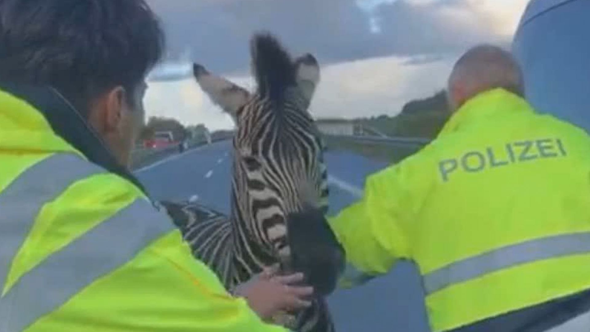 Две зебри избягали през нощта от цирк в северната германска