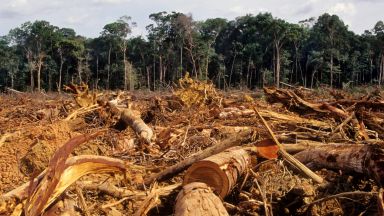 Грета Тунберг: "Дървесните пелети не са "зелени", ЕС трябва да ги премахне от списъците
