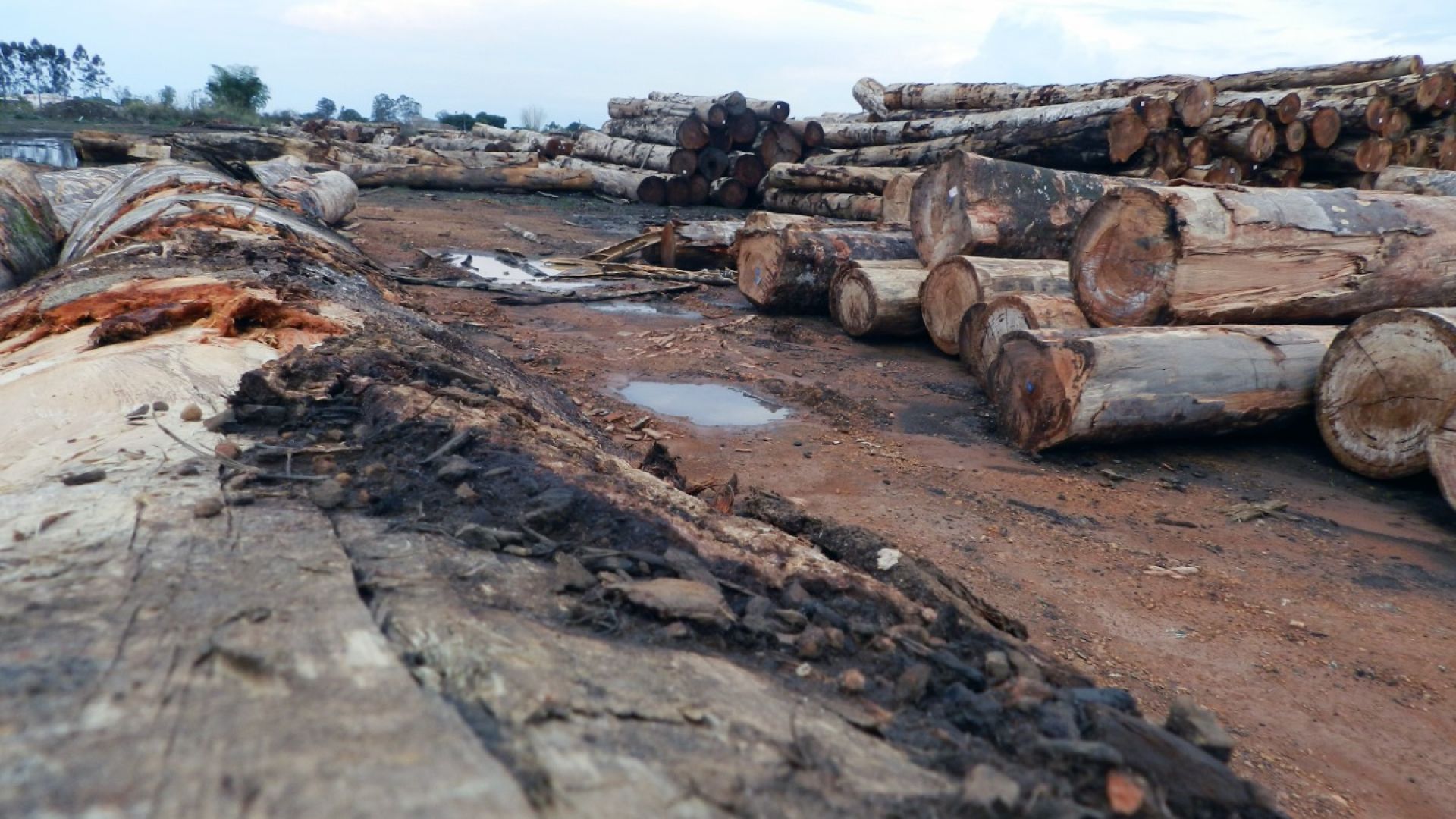 Унищожаването на амазонските  гори е нараснало със 17 процента  през 2020 г.