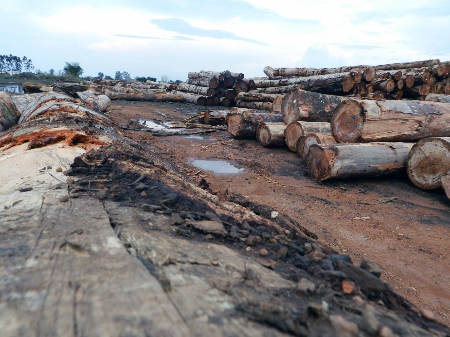 Над четири милиона хектара  гори са унищожени  по света през 2020 г.