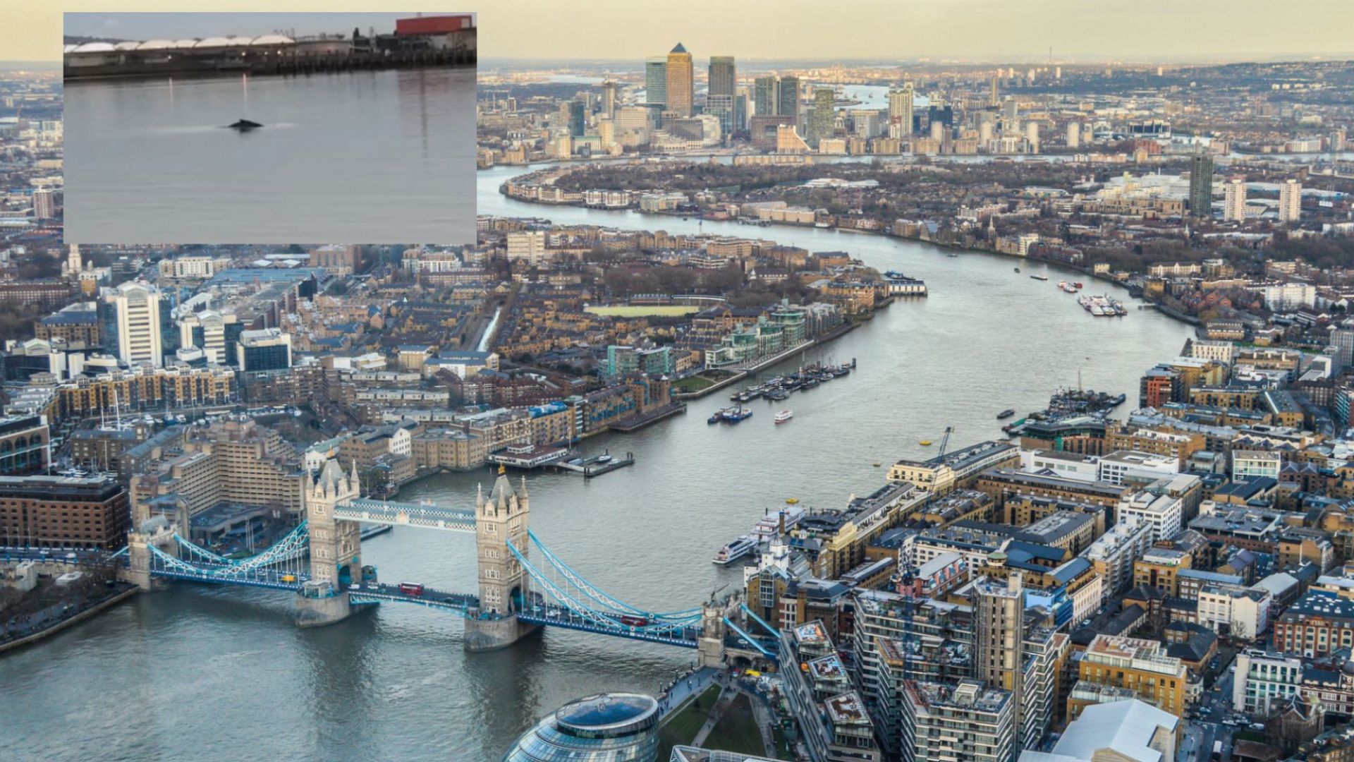 Голям гърбат кит с дължина най малко 5 метра беше забелязан