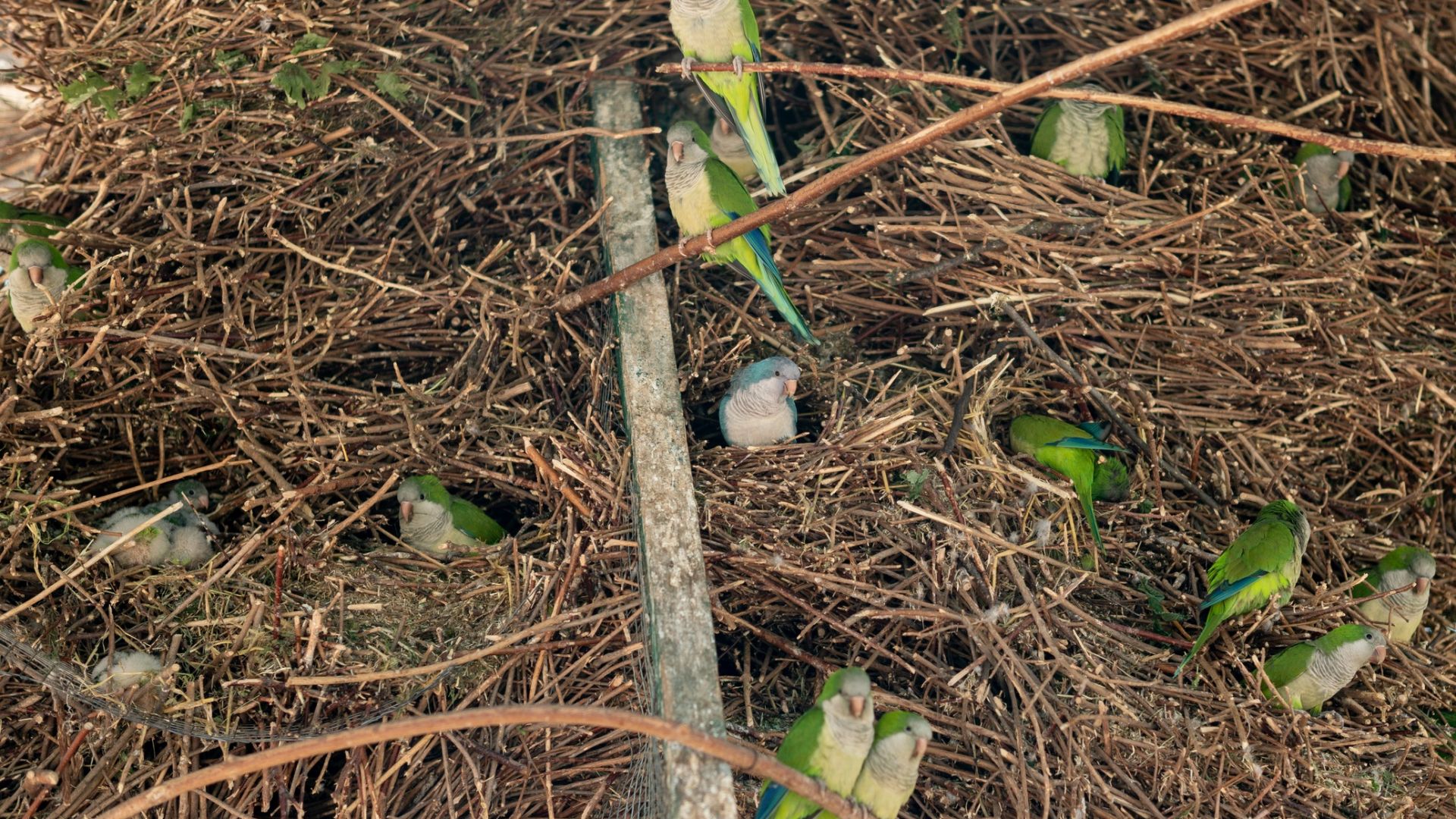 Градските власти в Мадрид решиха драстично да намалят популацията на