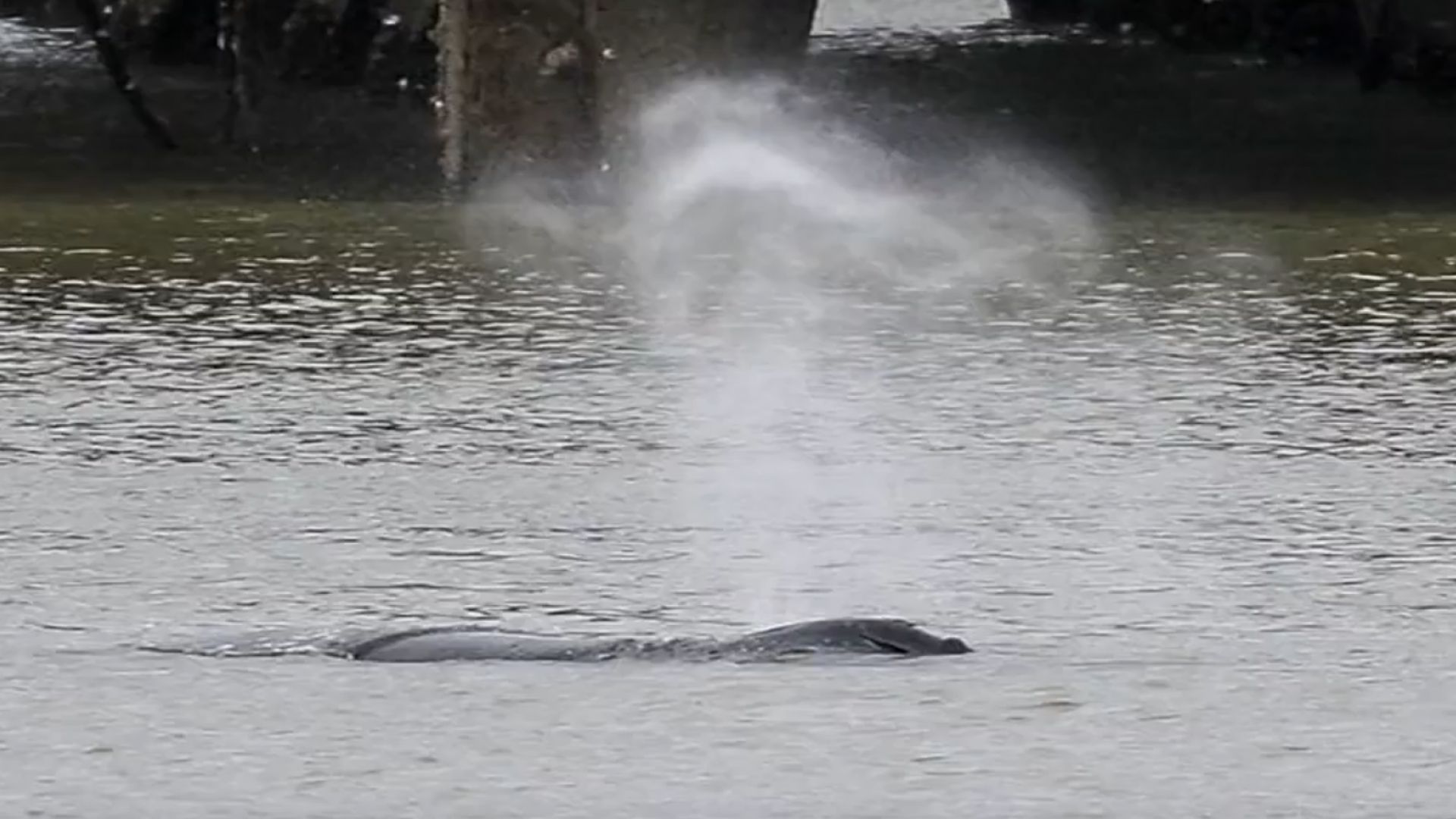 Гърбатият кит видян в река Темза беше намерен мъртъв източно