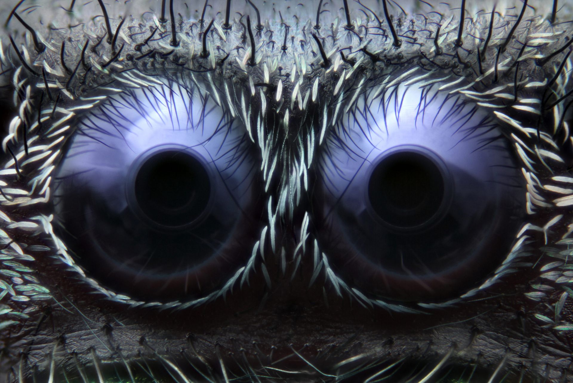 Очите на скачащия паяк