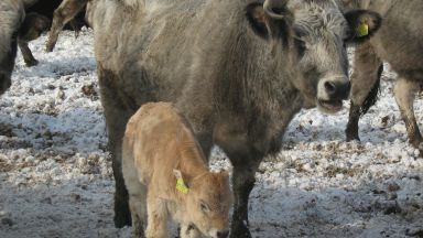 Учени успяха да модифицират ДНК на бикове, за да не им растат рога