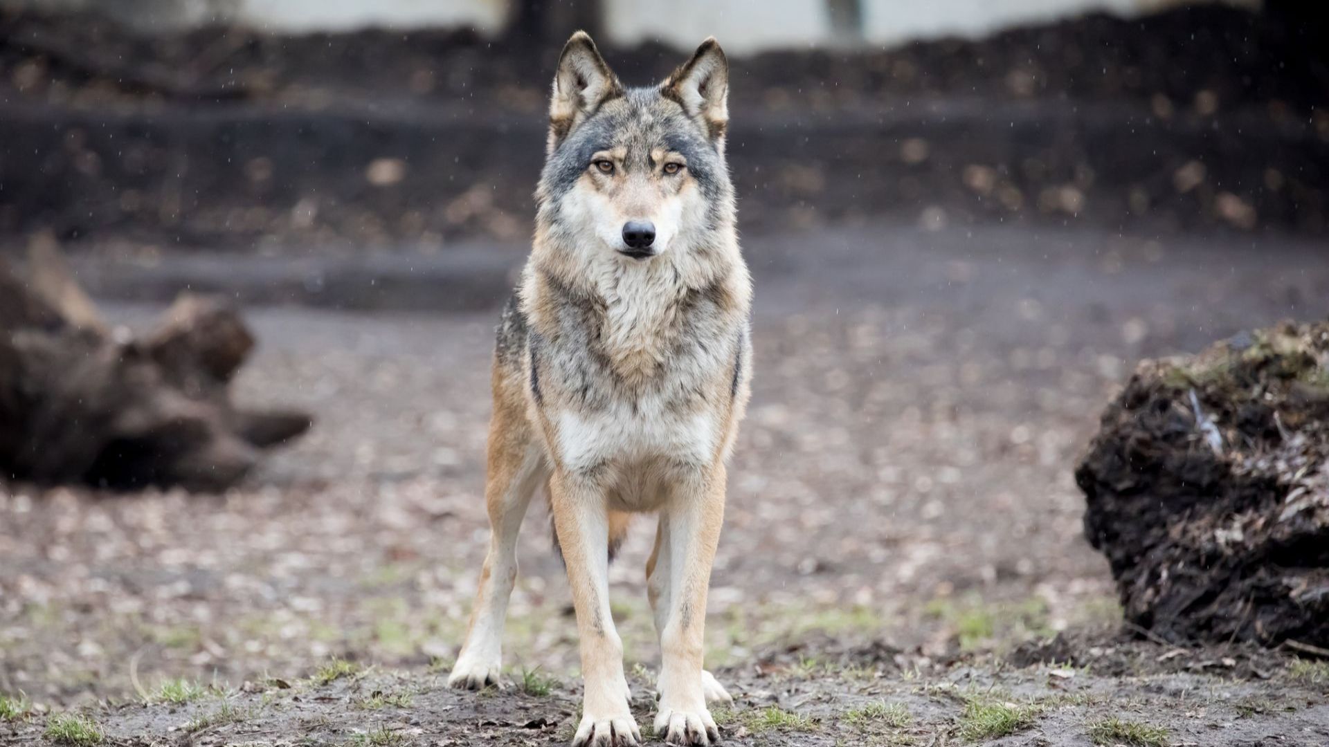 Вълк се появи в района на Париж, властите призоваха за спокойствие