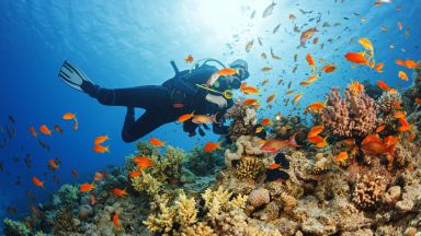 Корали, смятани за изчезнали, се появиха в Средиземно море