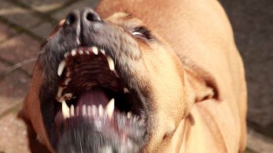 Питбули нахапаха до смърт домашно куче в Пловдив 