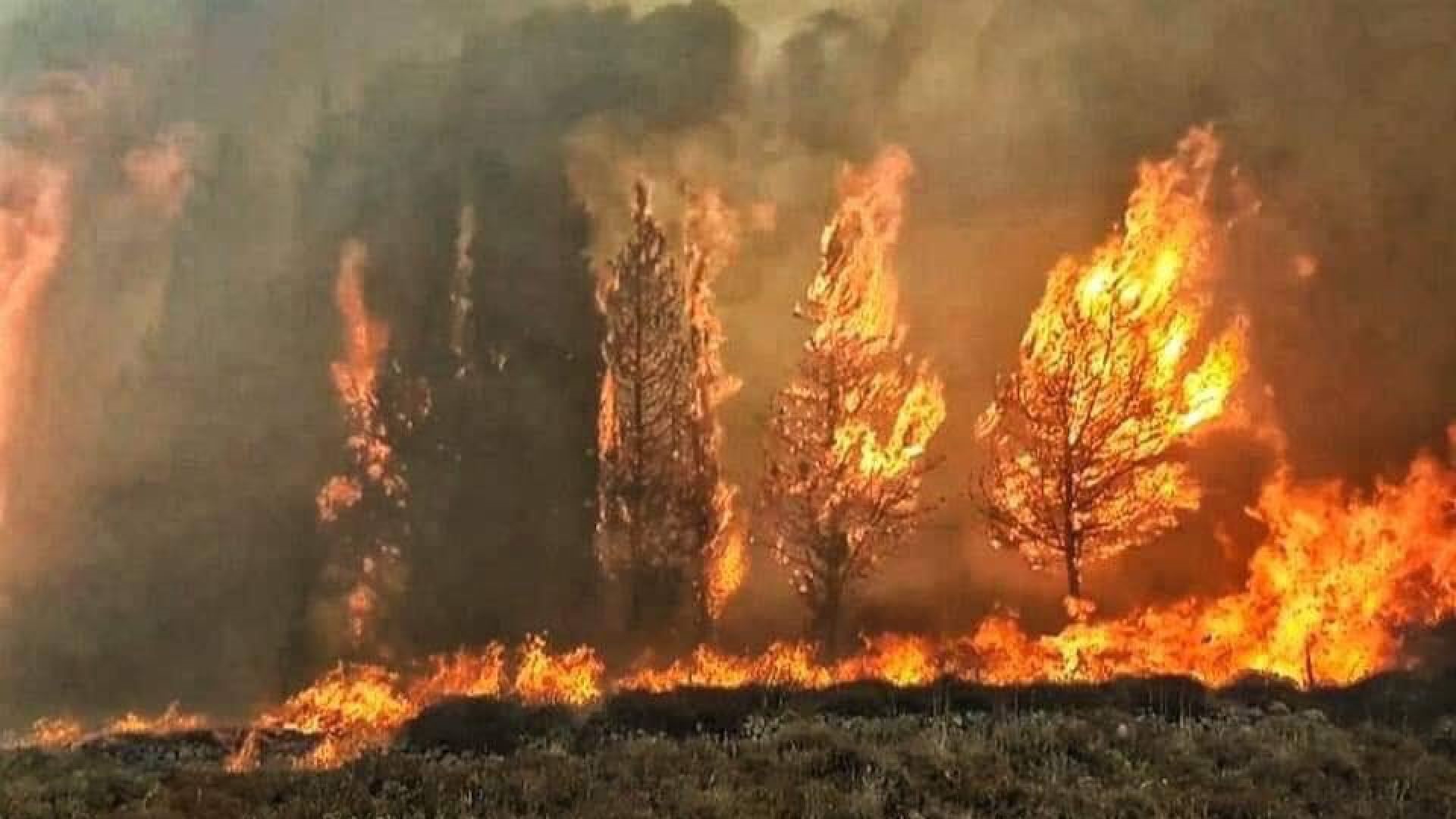Обширни горски пожари обхванаха Ливан и Сирия