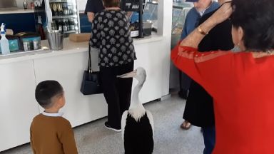 Пеликан влиза в ресторант и чака да бъде обслужен (видео)