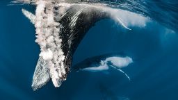 Камера-"ловец" на китове