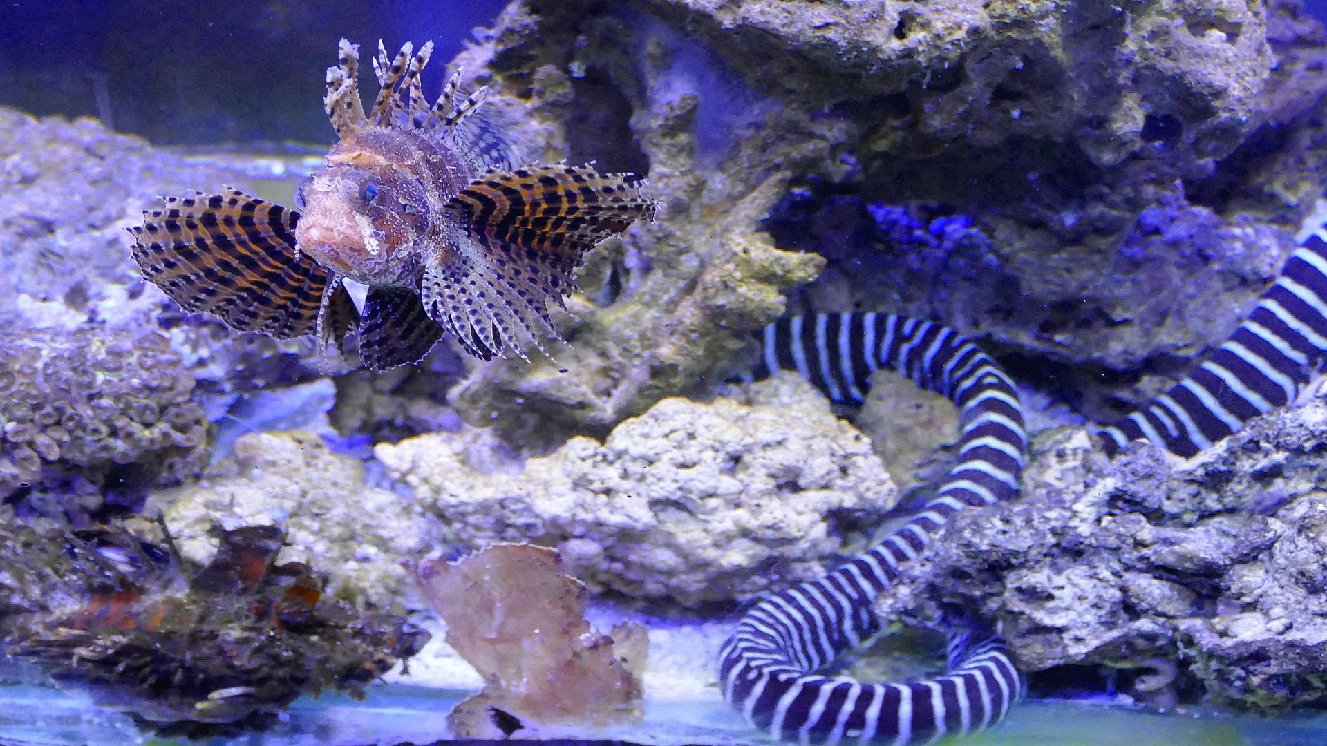 Показват най-отровните риби в света (снимки)