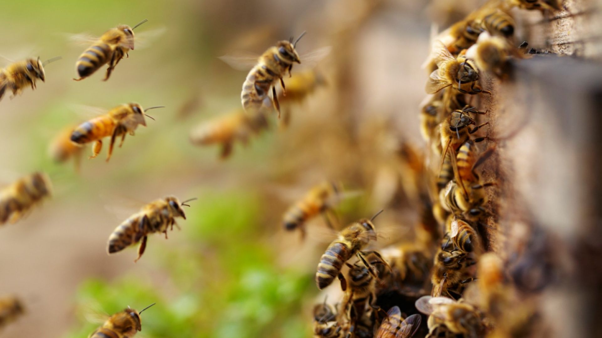 ЕС забрани четвърти пестицид заради опасност за пчелите и хората