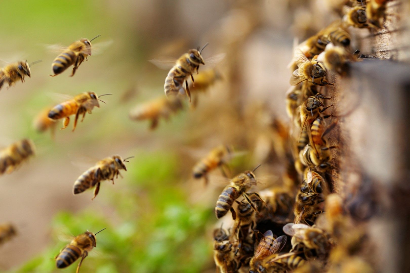  Пожарите в Гърция нанесоха  сериозен удар на пчеларството  в страната