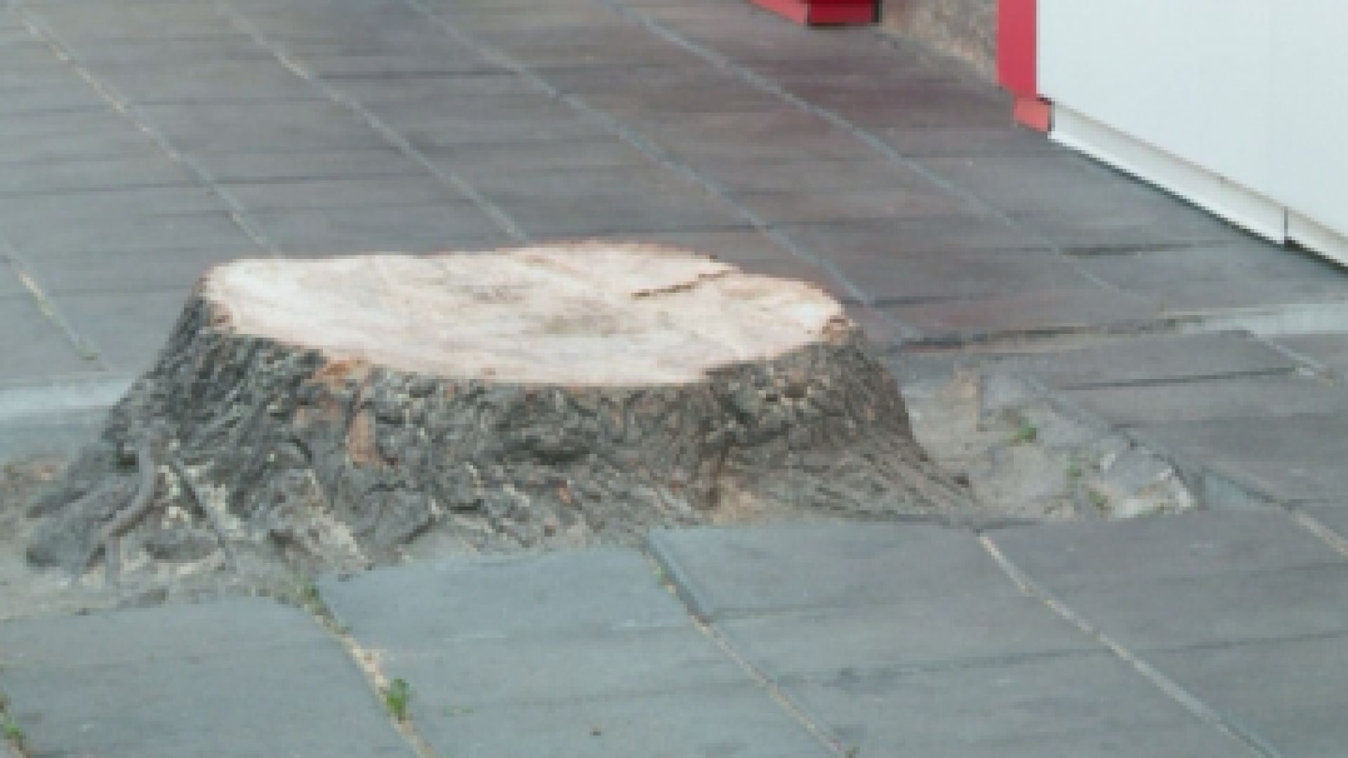 Глобяват собственик на заведение в Пловдив за отрязано дърво пред