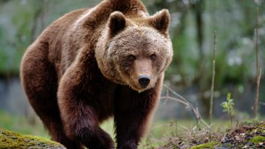 Набезите на мечки в Смолянско зачестяват