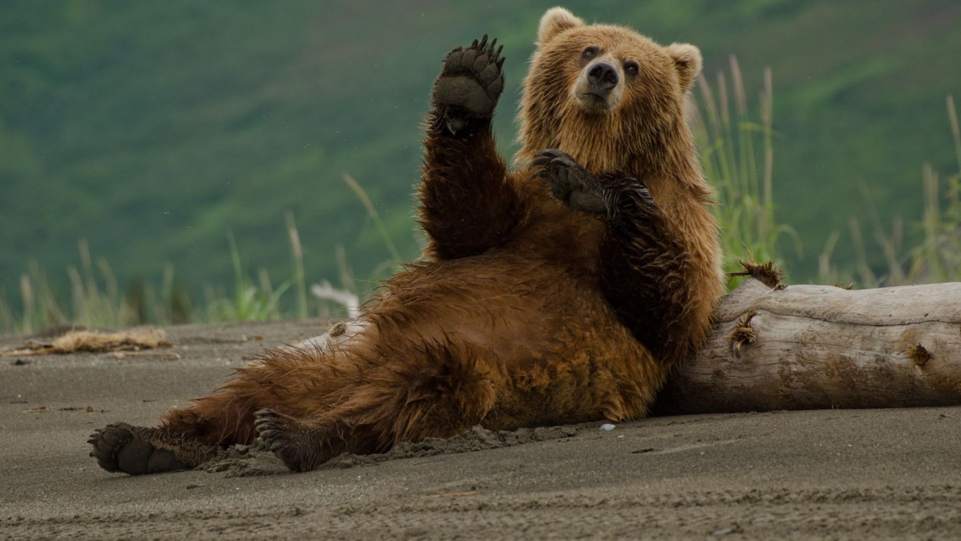 В зоопарка в Кишинев заради топлата зима мечките не могат да заспят 