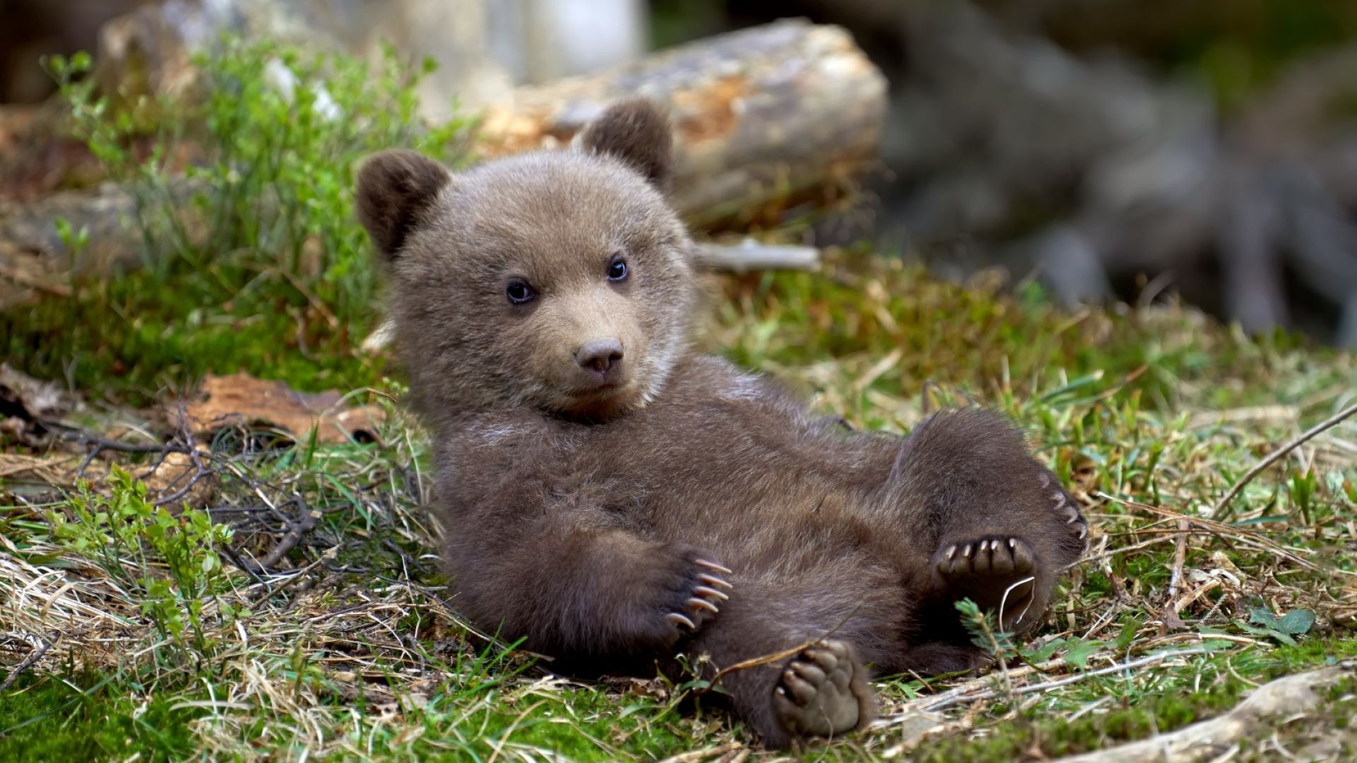 Заради топлото време, мечките страдат от безсъние