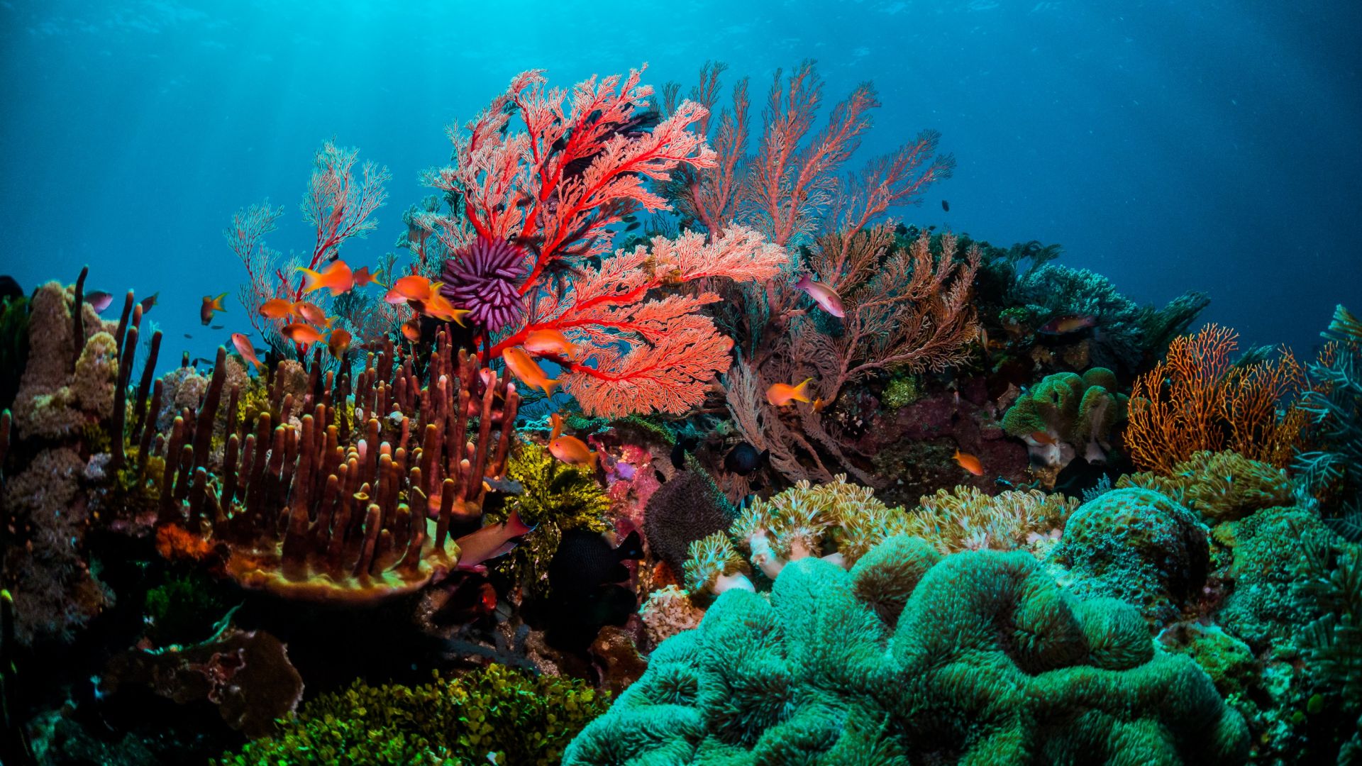 Кораловото покритие около някои от туристическите острови от емблематичния Голям
