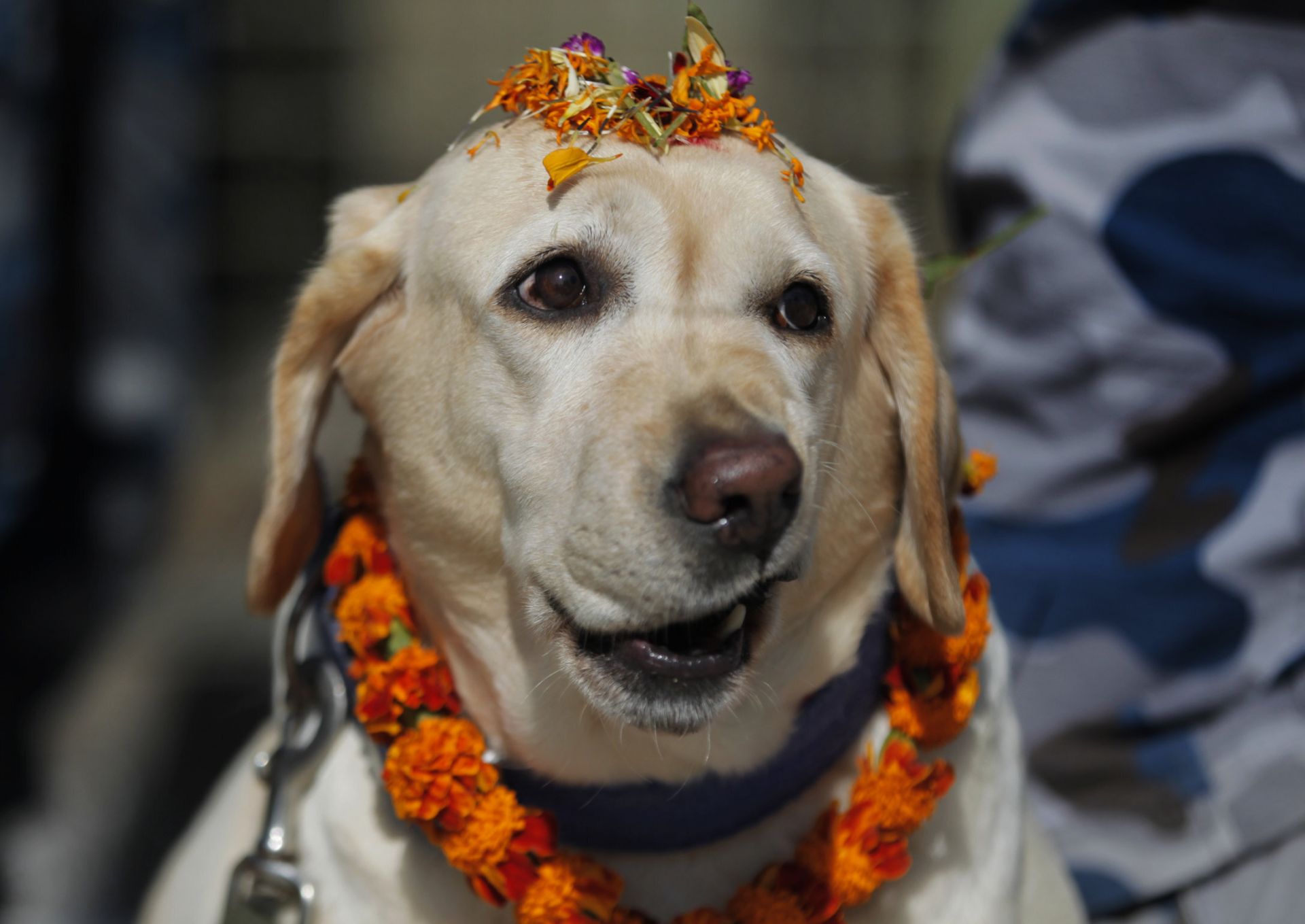 Кучето е на почит във втория ден от фестивала Тихар, който се провежда всяка година в Непал