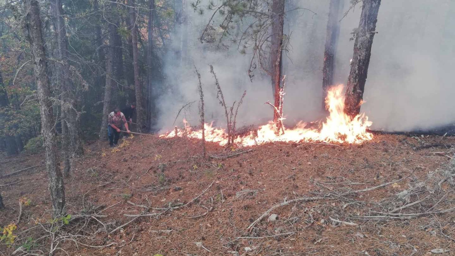 Голям горски пожар гори край Разлог. Огънят се разраства много