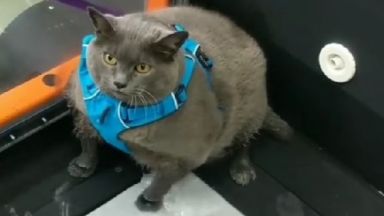 Дебелата котка Синдърблок e истинска сензация в интернет 