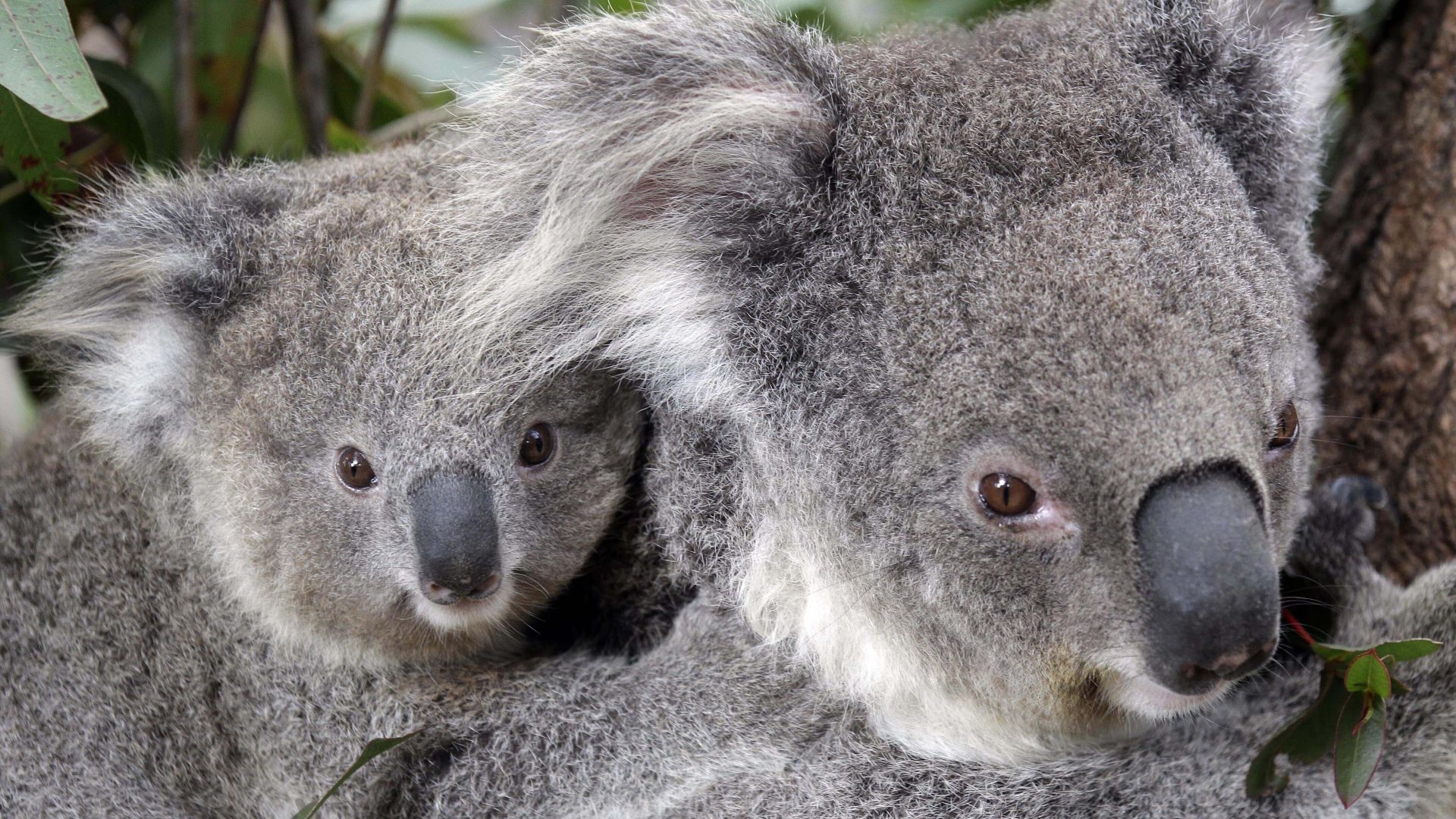 Стотици коали вероятно са загинали при горския пожар опустошил хабитата
