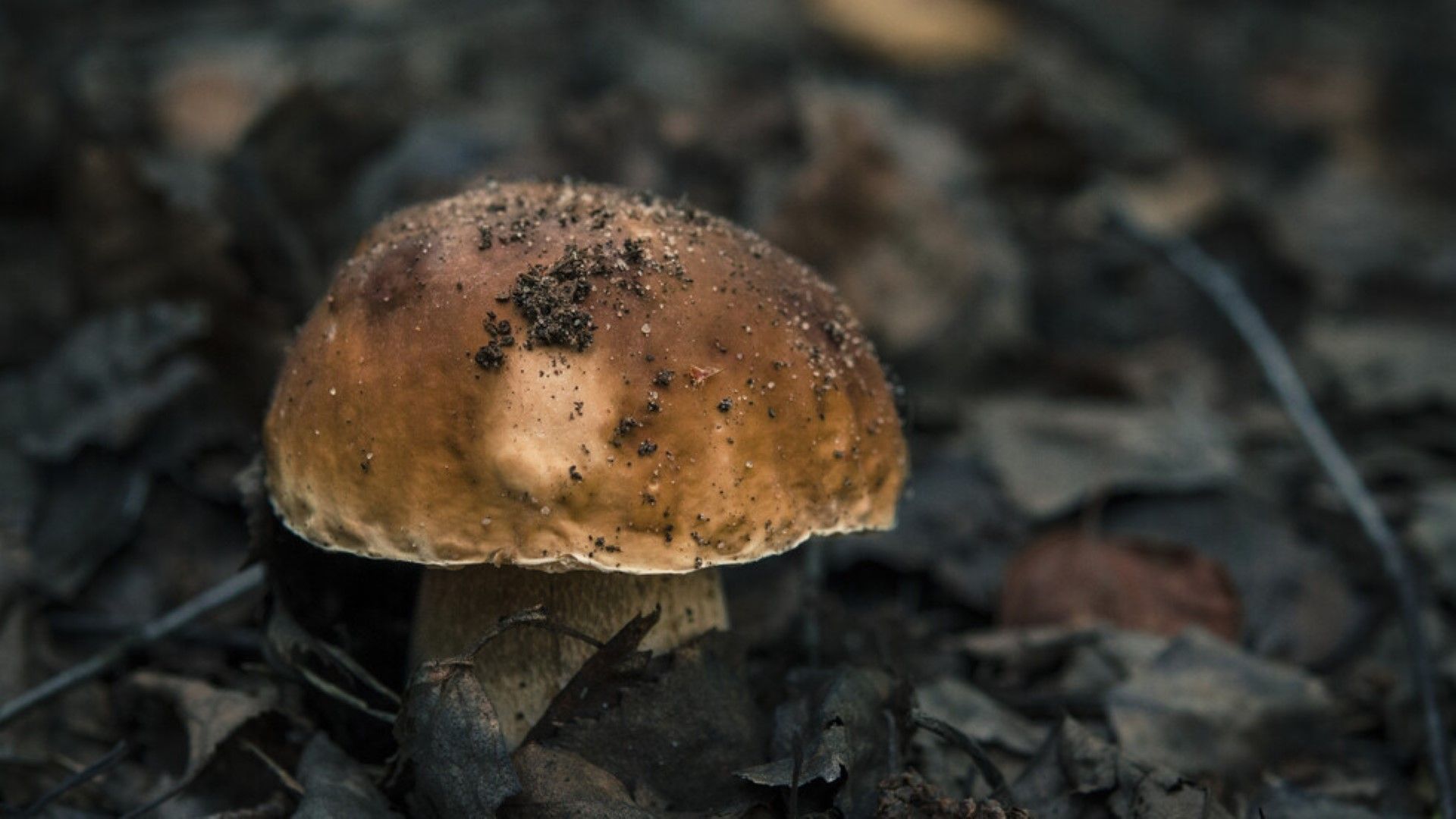 Необичайно голяма манатарка е намерена в околностите на Смолян съобщиха