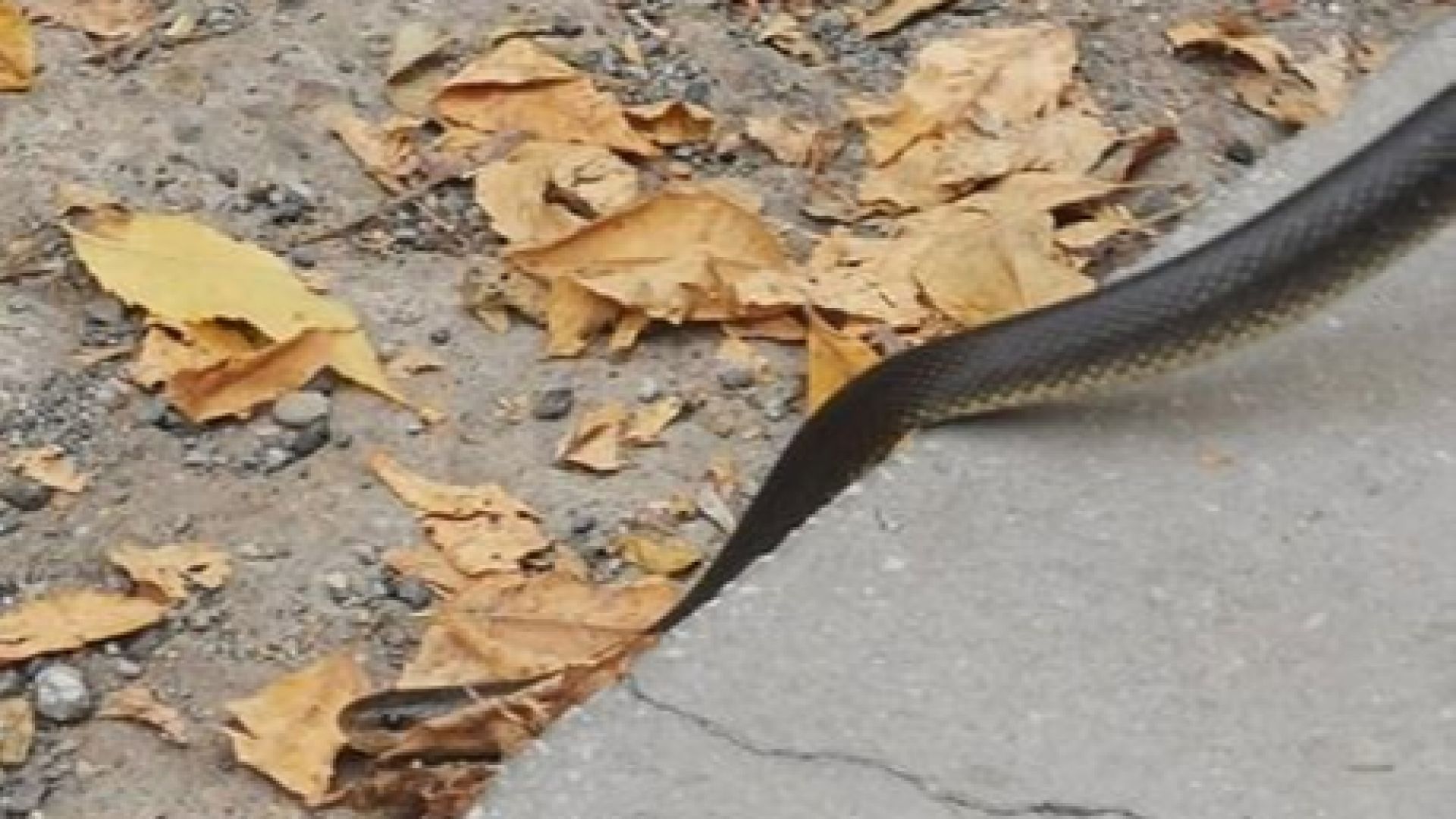 Смок изпълзя зад голям търговски център в София и бе