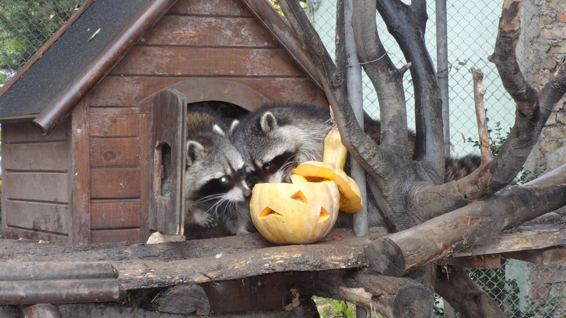 Животните във варненския зоопарк получиха лакомства за Хелоуин а посетителите