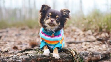 Зимна мода: да обличаме ли дрехи на кучетата си в студеното време?