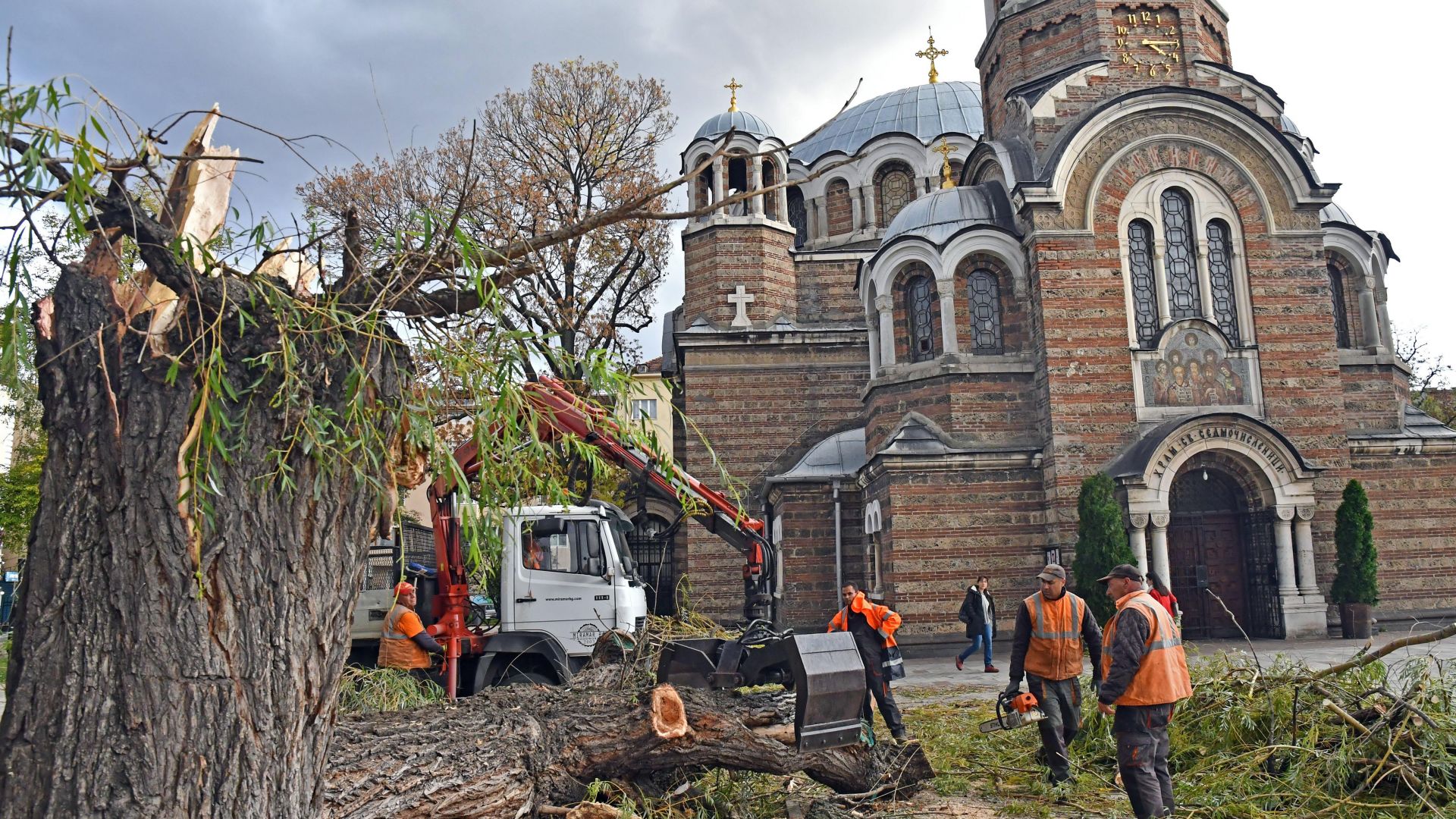 Една от двете стари върби пред църквата Св Седмочисленици в