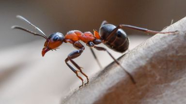 Намалят популацията на мравки в САЩ със специален вирус