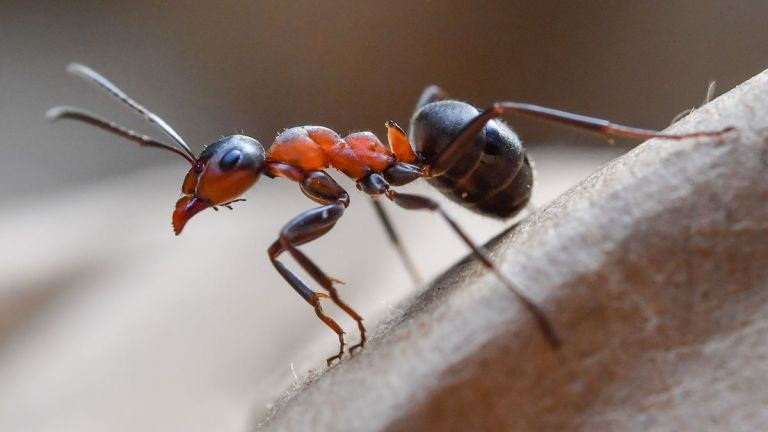Мравките се оказаха социално уязвими