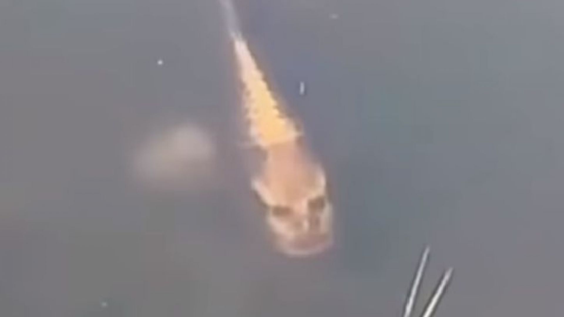 След като милиони потребители в мрежата се възхитиха на кученцето