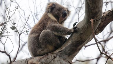 Половината от коалите в резервата в Нов Южен Уелс са загинали от горските пожари