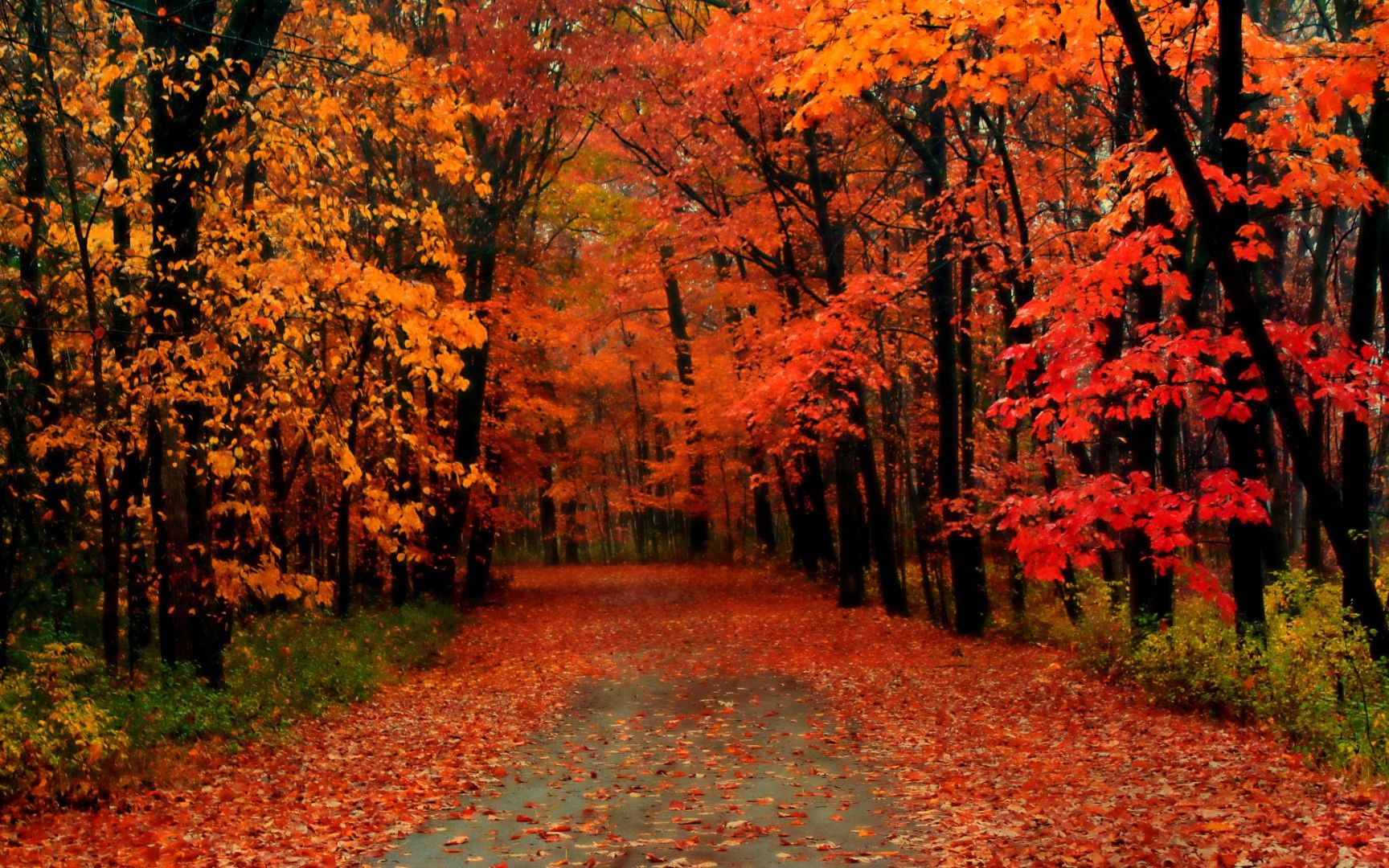 Климатичните промени се отразяват и на есенния листопад