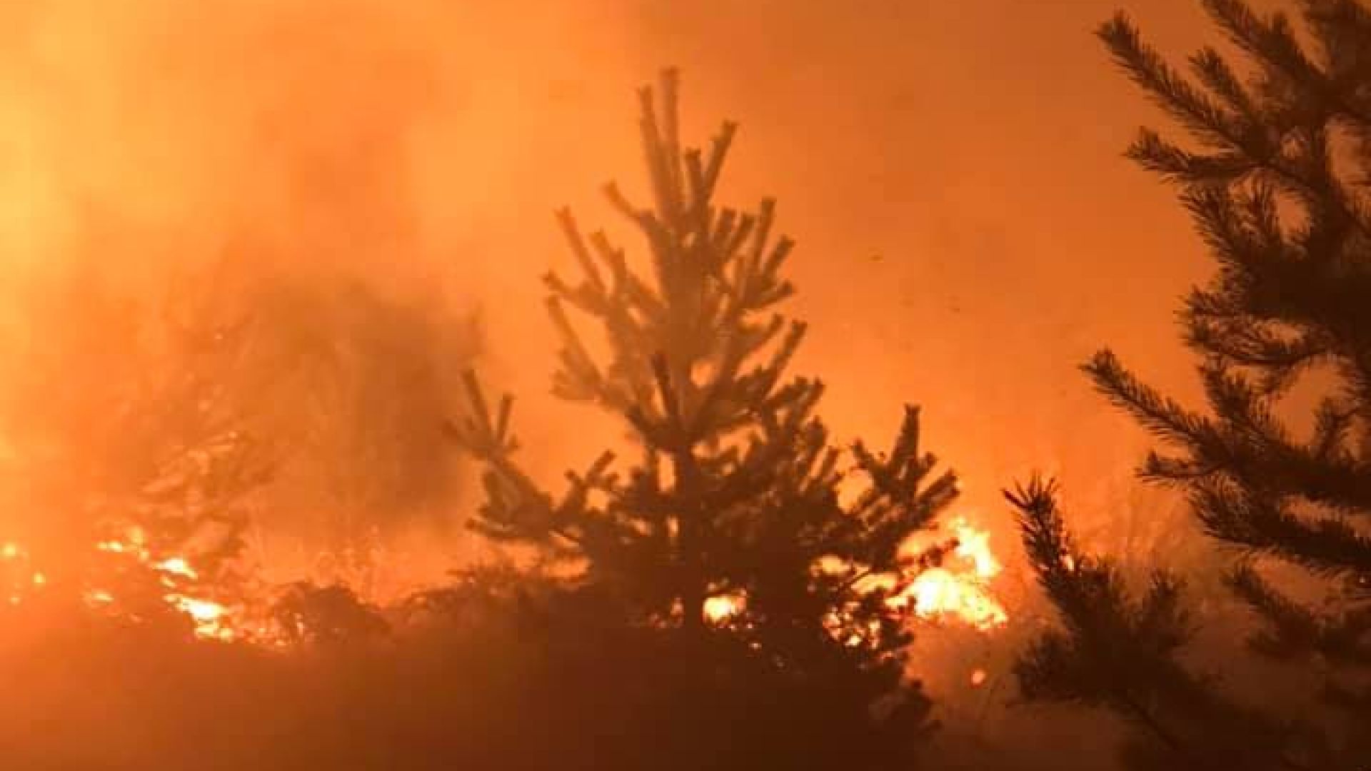 Голям пожар над Трявна вдигна на крак огнеборци и доброволци (снимки)