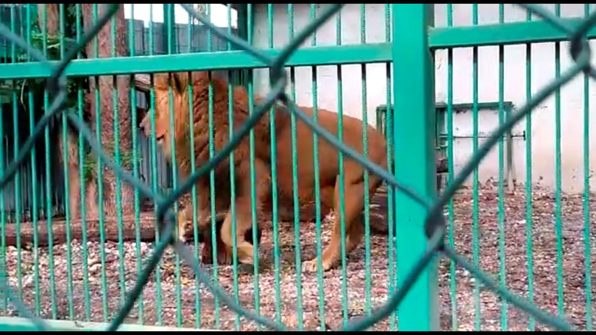 Разследват проявена жестокост към лъва Любо в зоокъта в Разград 