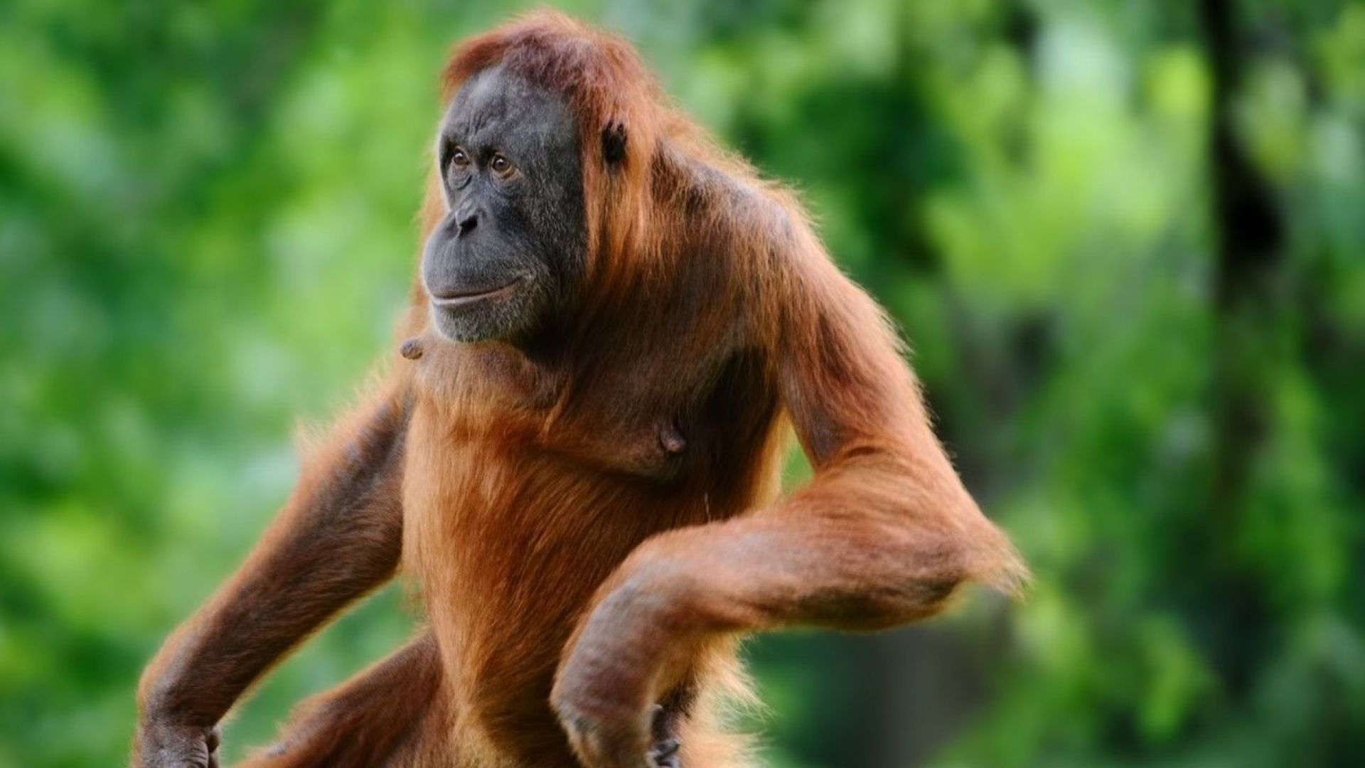 Фосилизирани зъби от гигантска маймуна чийто ръст е бил 2