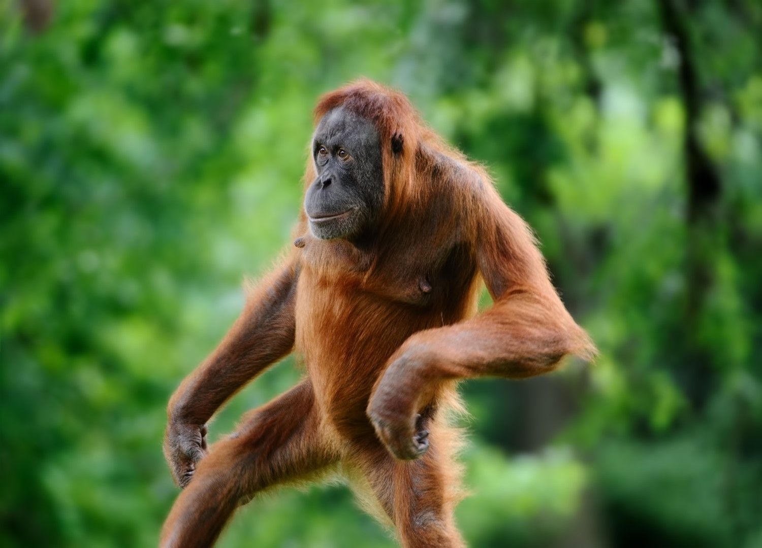 Смята се, че изчезналият вид маймуни е бил близък до днешните орангутани