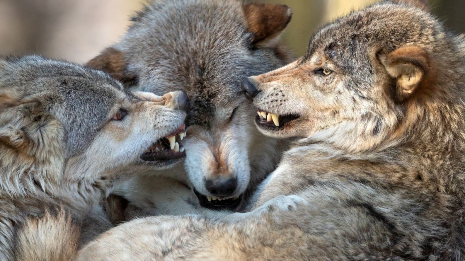 Млади мъже оцеляха по чудо след като близо денонощие бедстваха